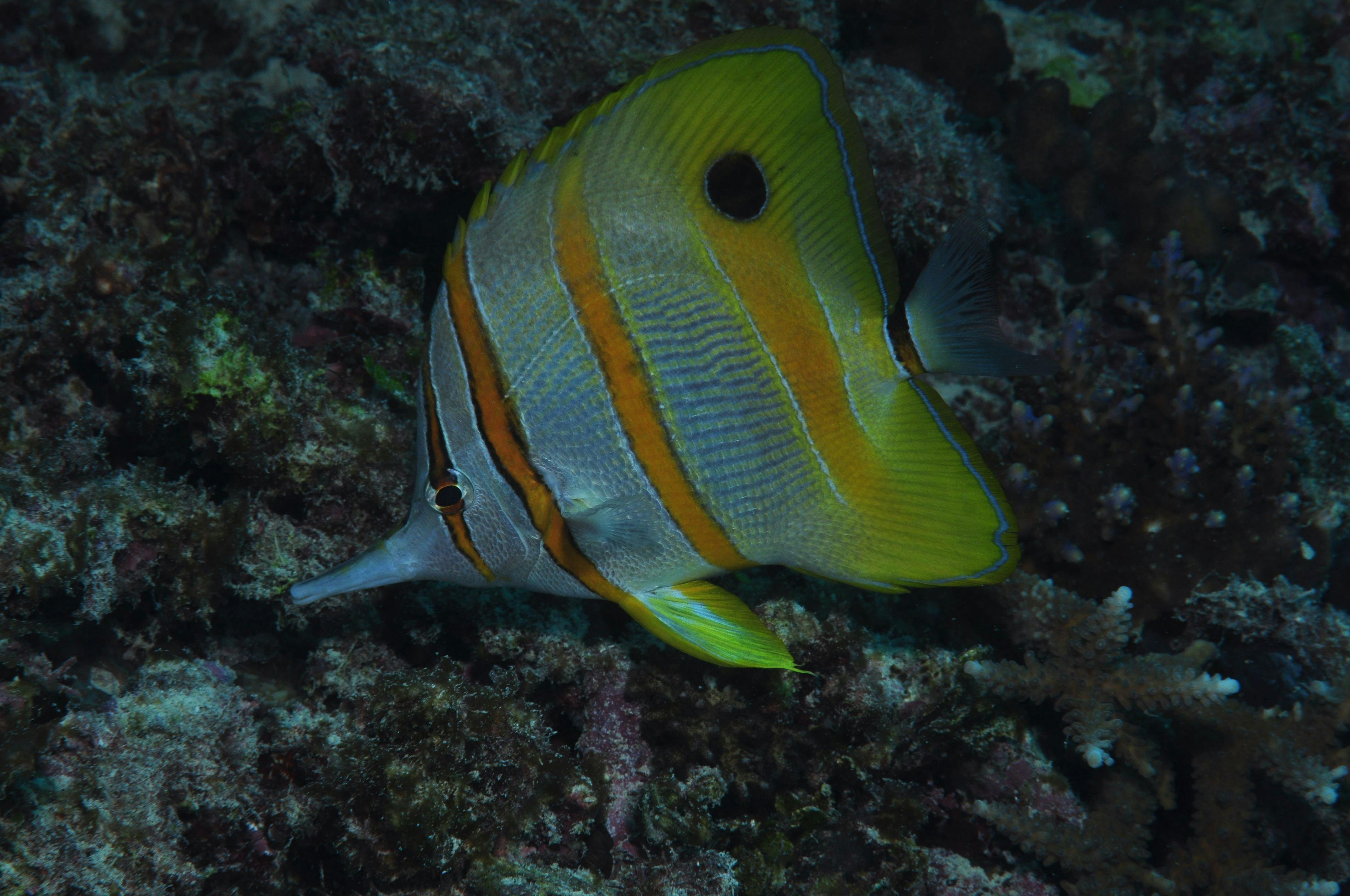 Wheeler Reef Dive Site