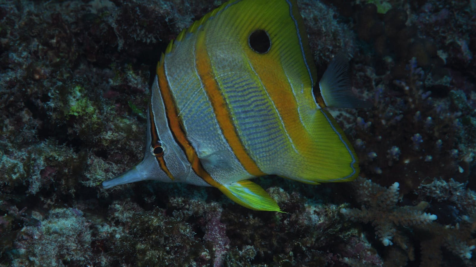 Wheeler Reef Dive Site