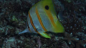 Wheeler Reef Dive Site