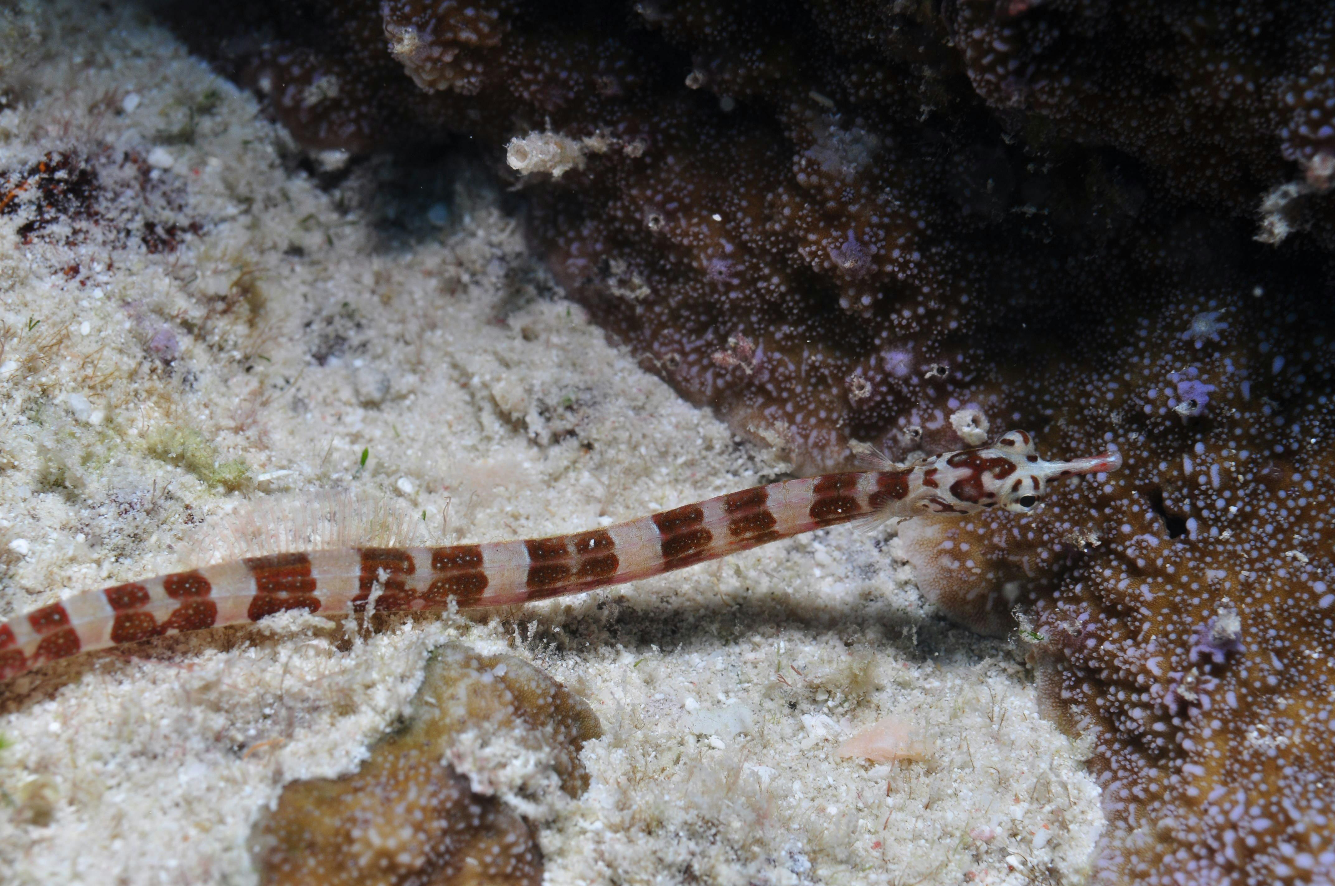 Wheeler Reef Dive Site