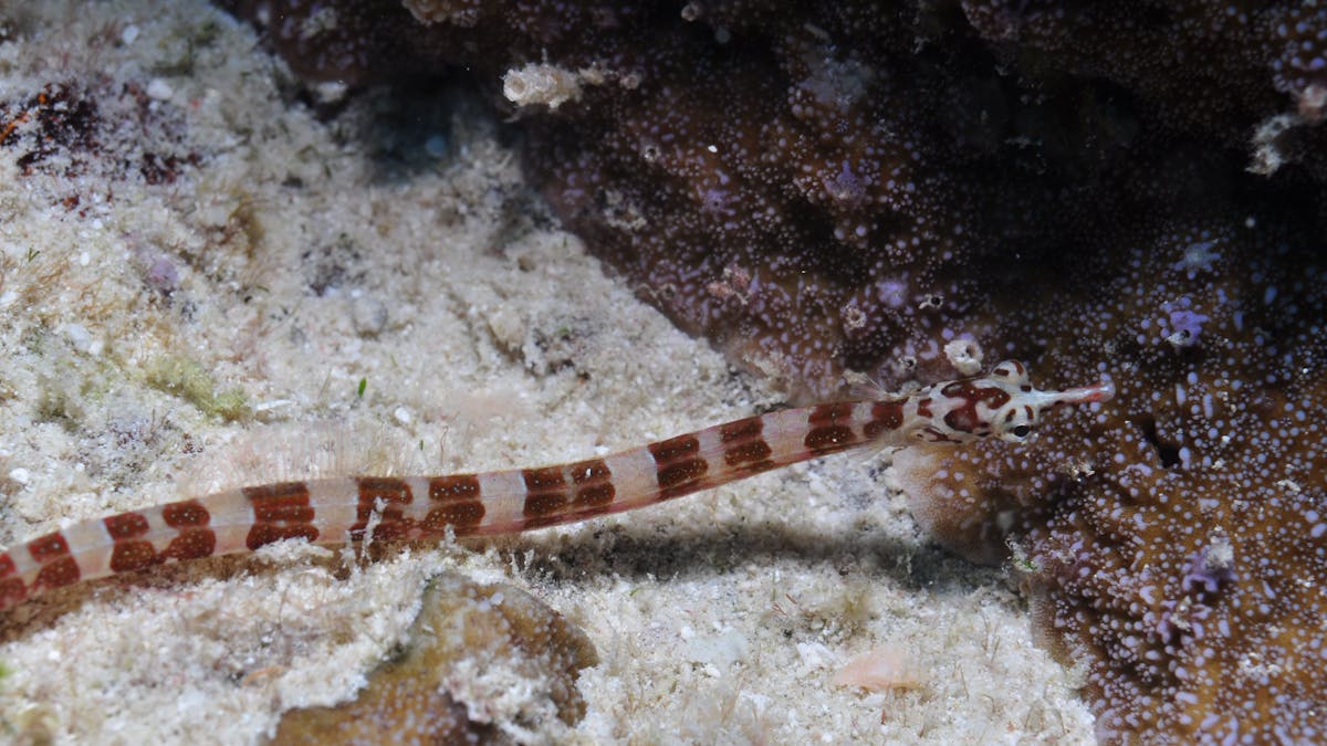 Wheeler Reef