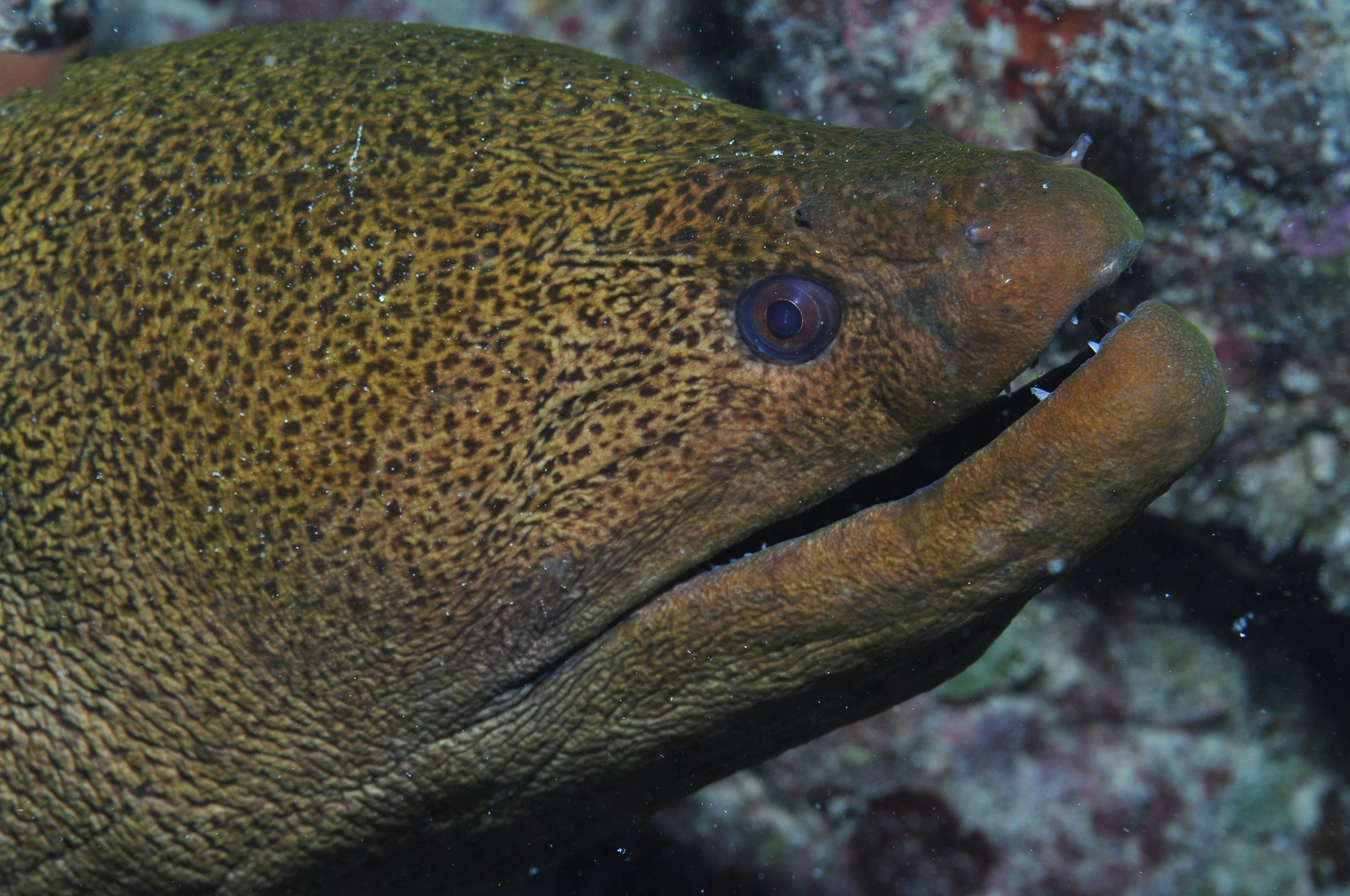 Wheeler Reef Dive Site