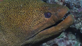 Wheeler Reef Dive Site