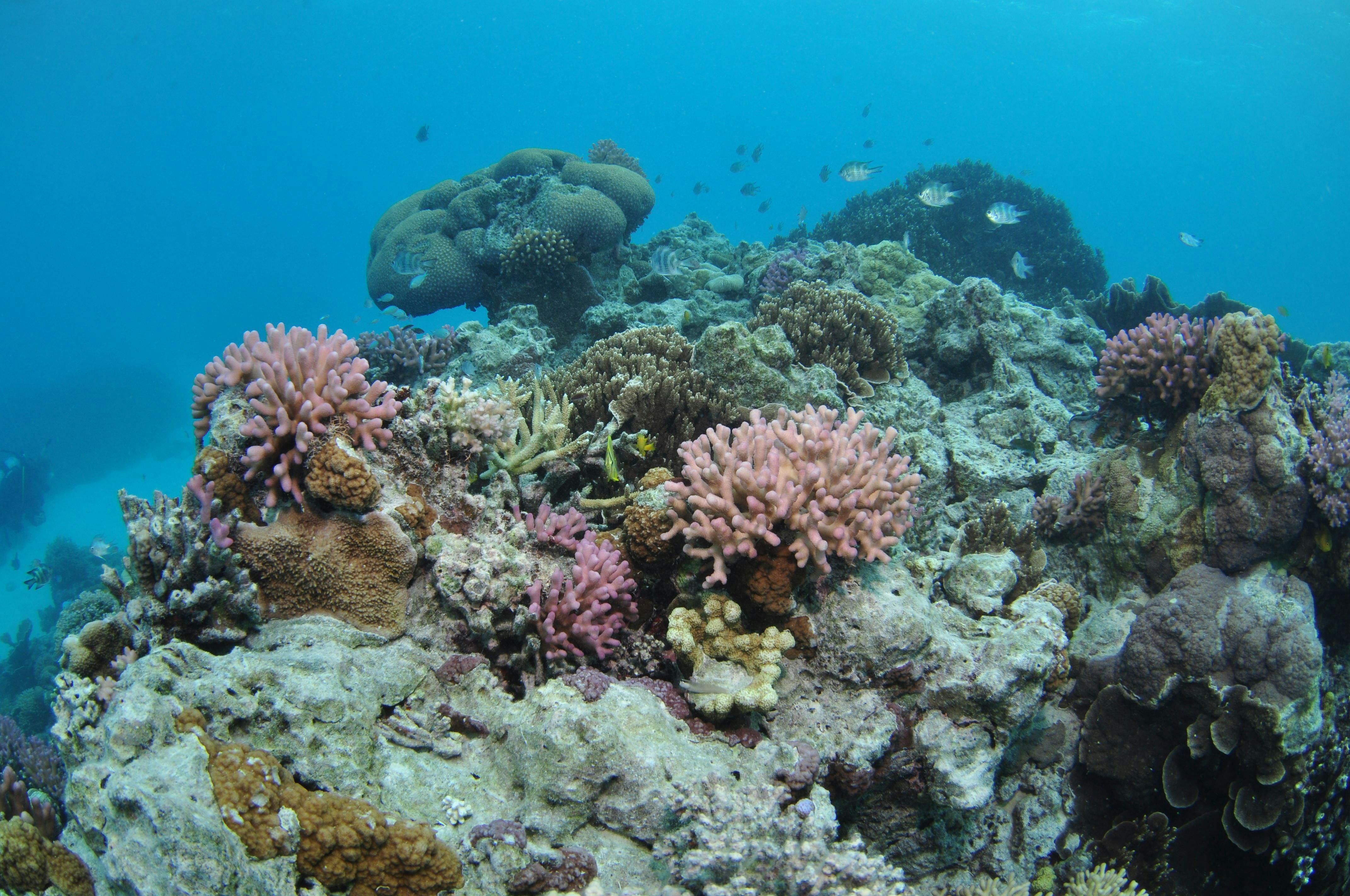 Lady Musgrave Lagoon Dive Site | Southern Great Barrier Reef