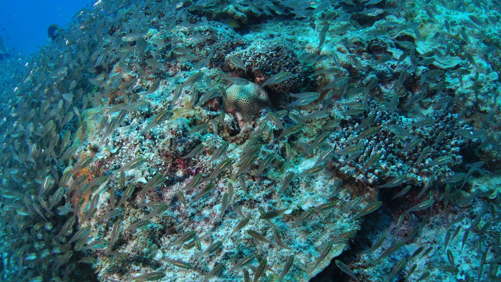 Maori Wrasse Bommie Dive Site