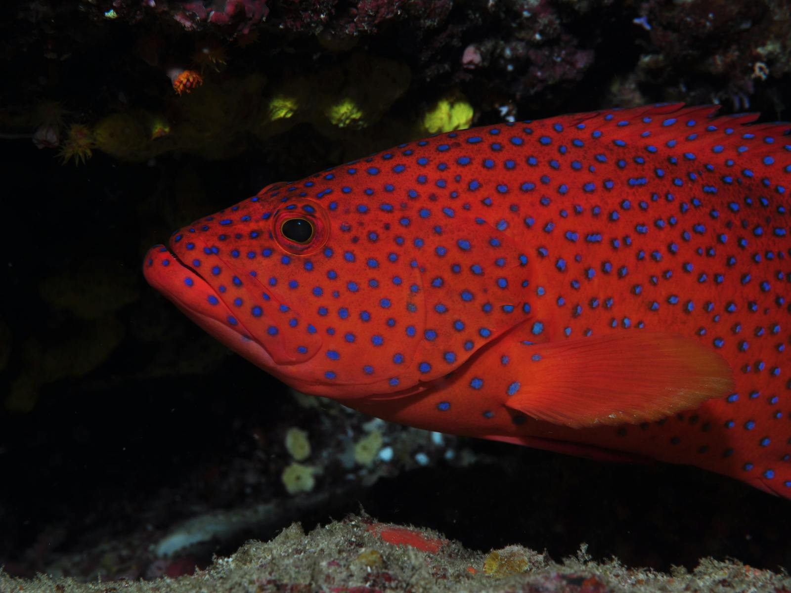 Maori Wrasse Bommie Dive Site