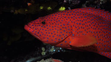 Maori Wrasse Bommie
