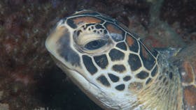 Cochrane Artificial Reef Dive Site