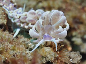 Hoffman's Rocks Dive Site