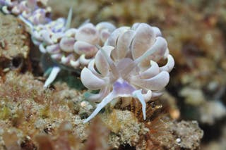 Hoffman's Rocks Dive Site