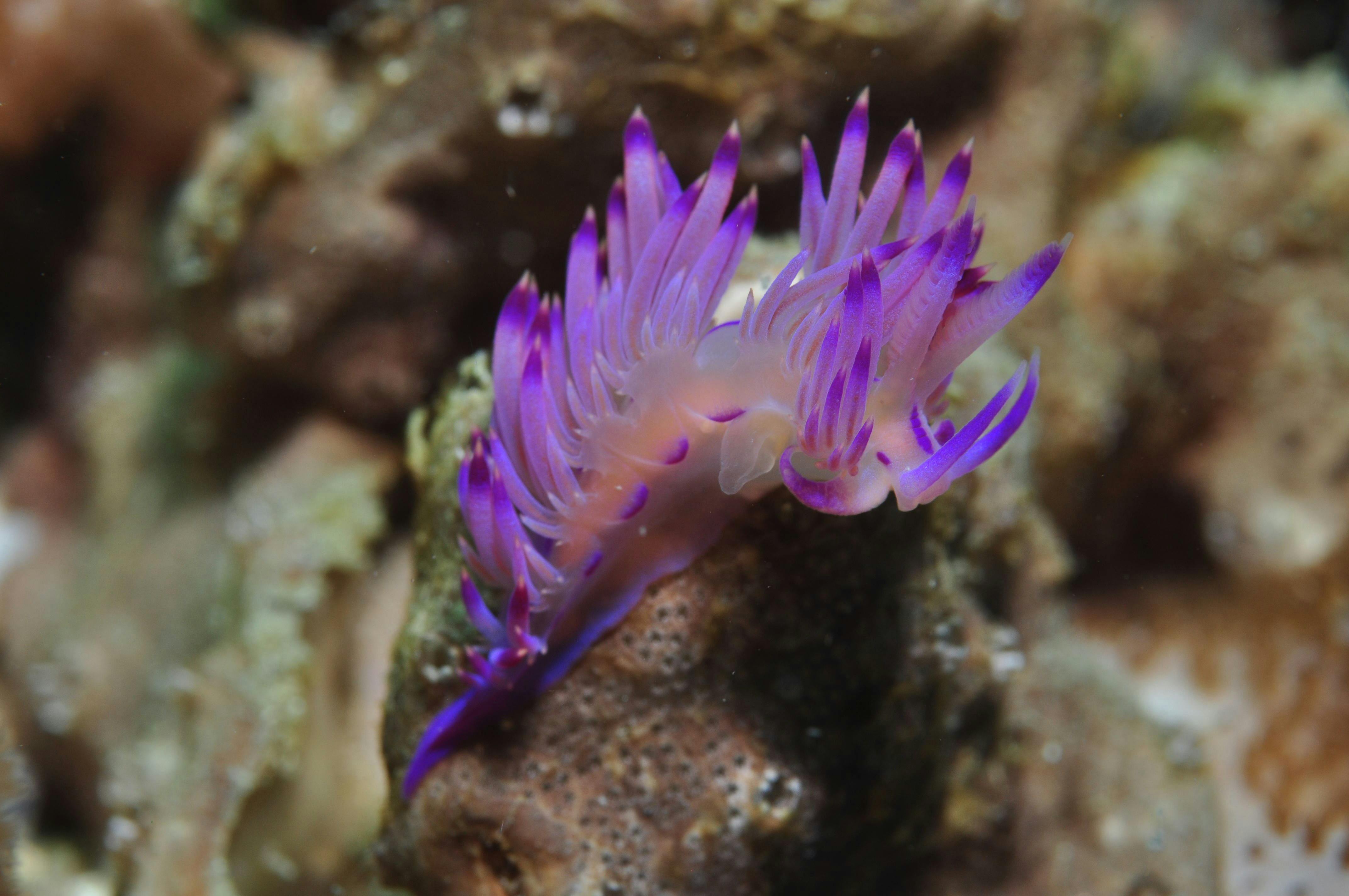 Hoffman's Rocks Dive Site