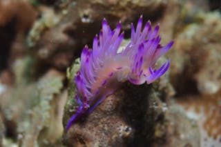 Hoffman's Rocks Dive Site