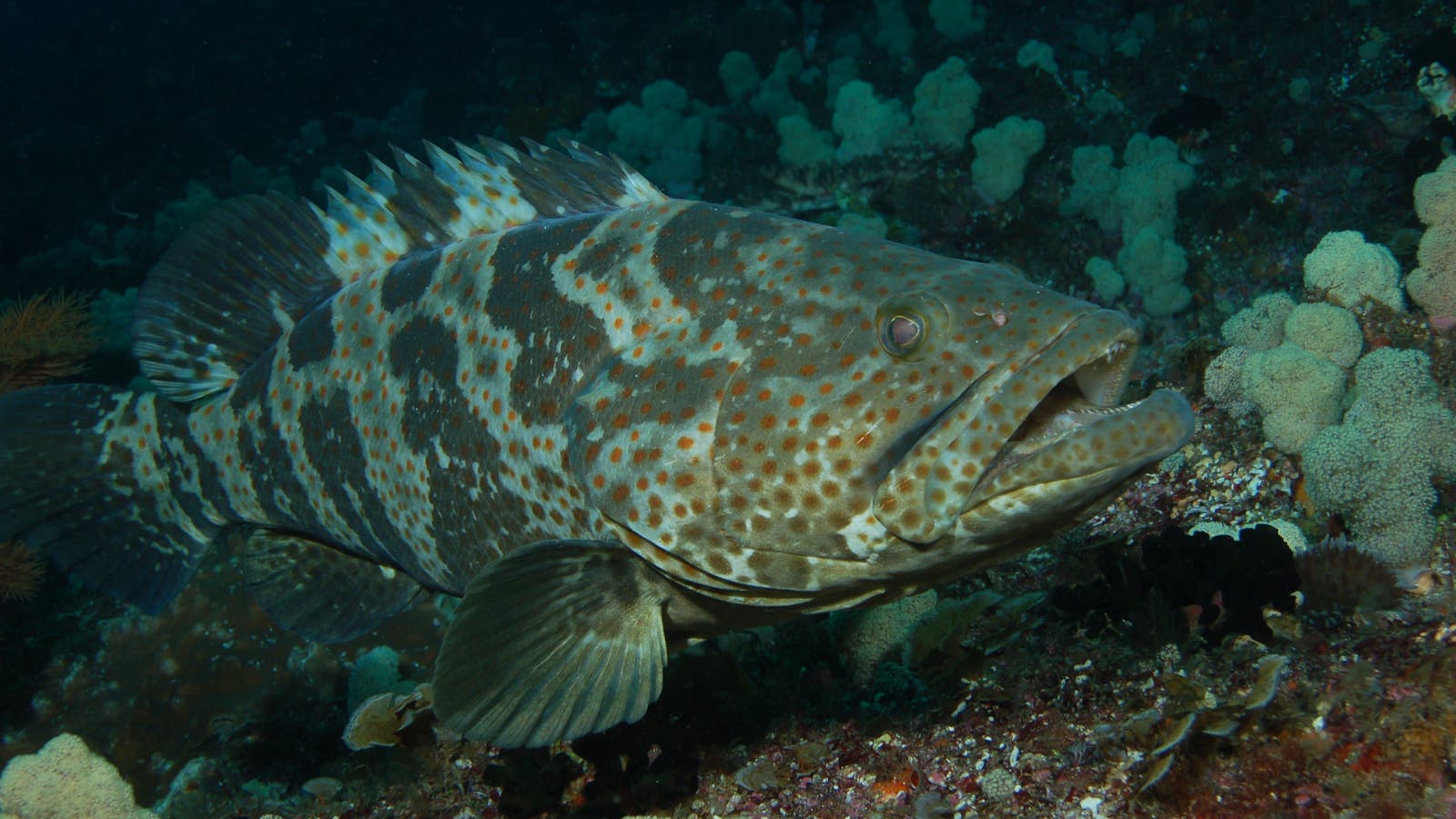 Wolf Rock Dive Site