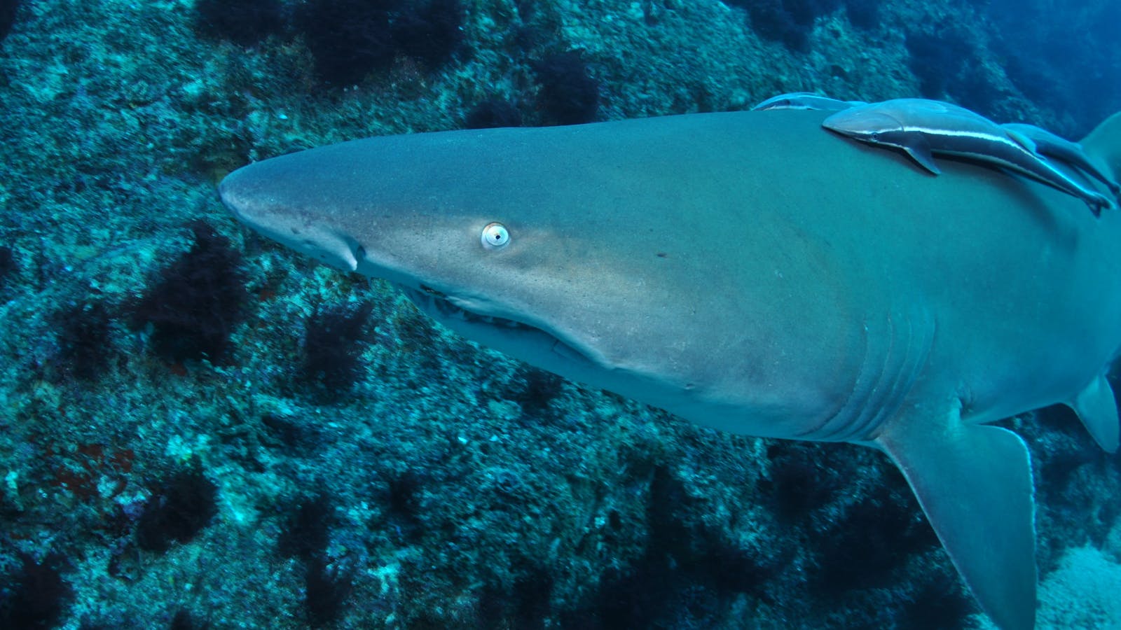 Wolf Rock Dive Site