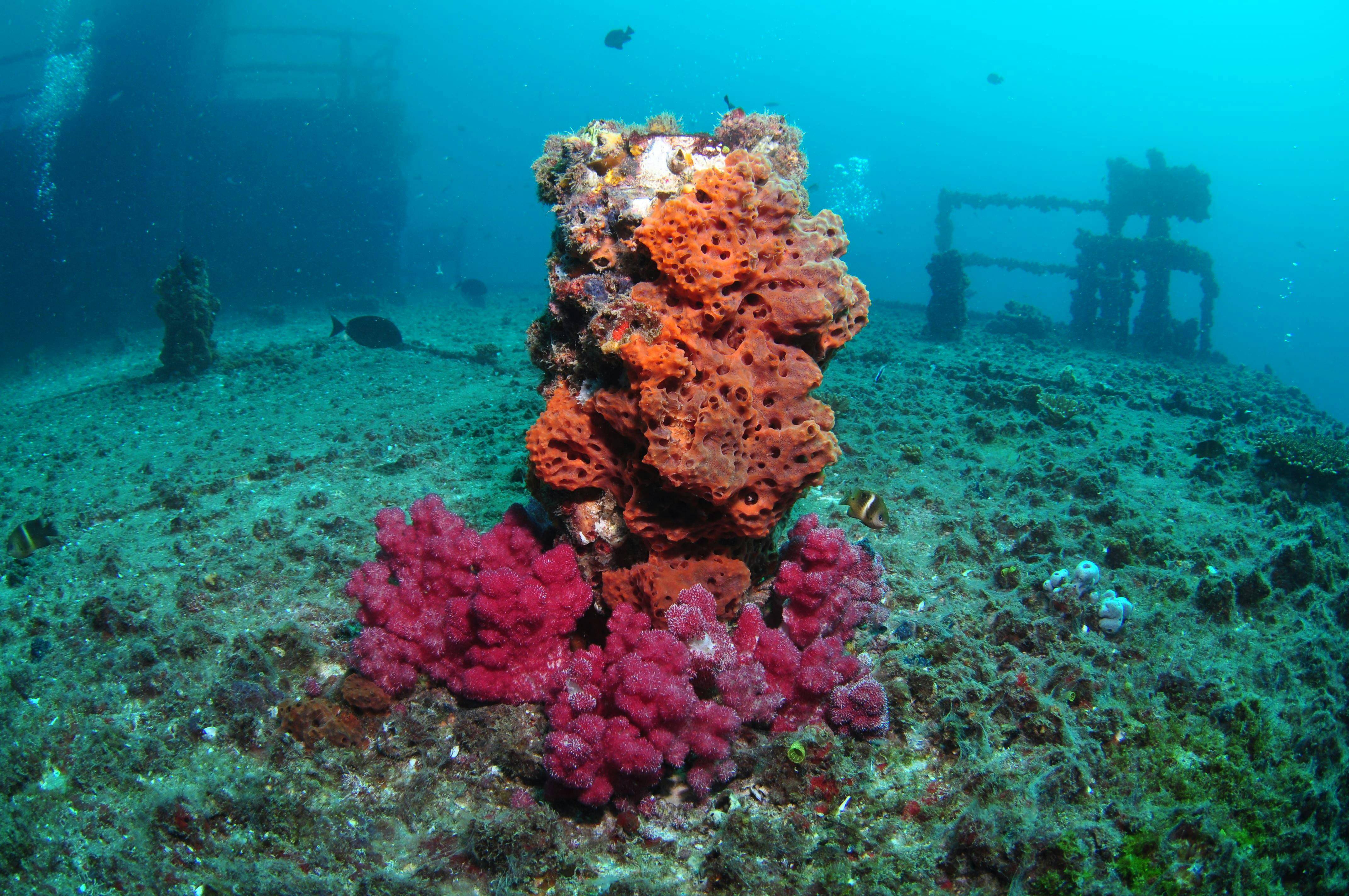 HMAS Brisbane Dive Site