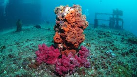 HMAS Brisbane Dive Site