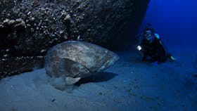 HMAS Brisbane Dive Site