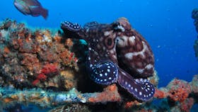 HMAS Brisbane Dive Site
