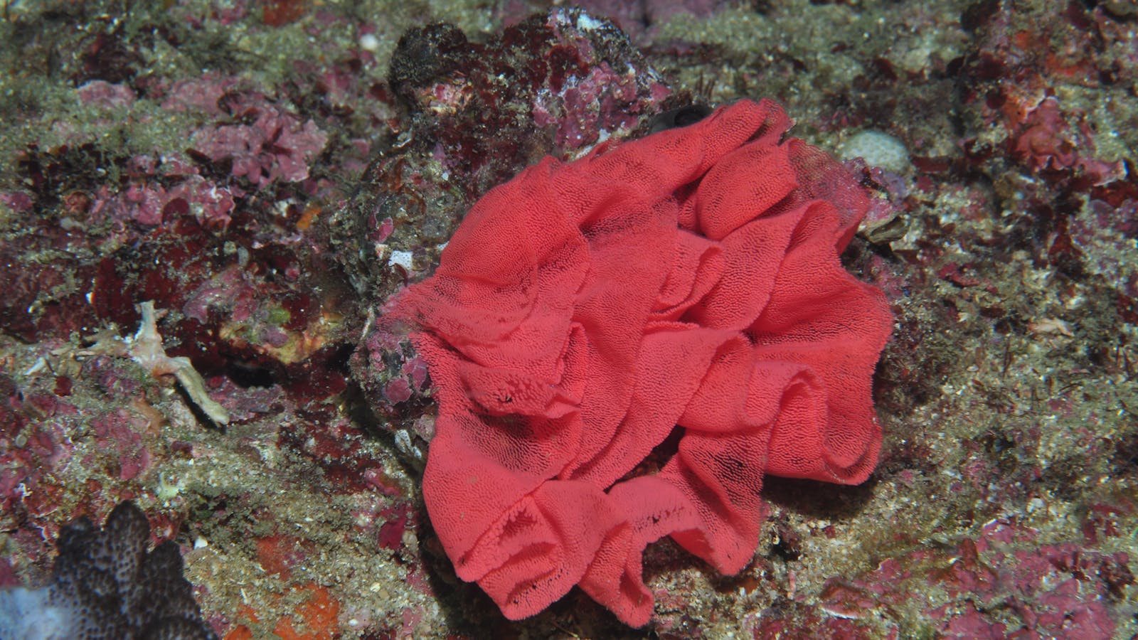 Magic Mountain Dive Site