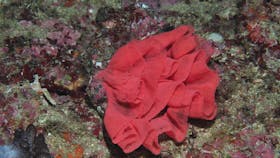 Magic Mountain Dive Site