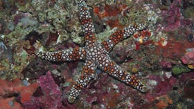Magic Mountain Dive Site