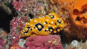 Magic Mountain Dive Site