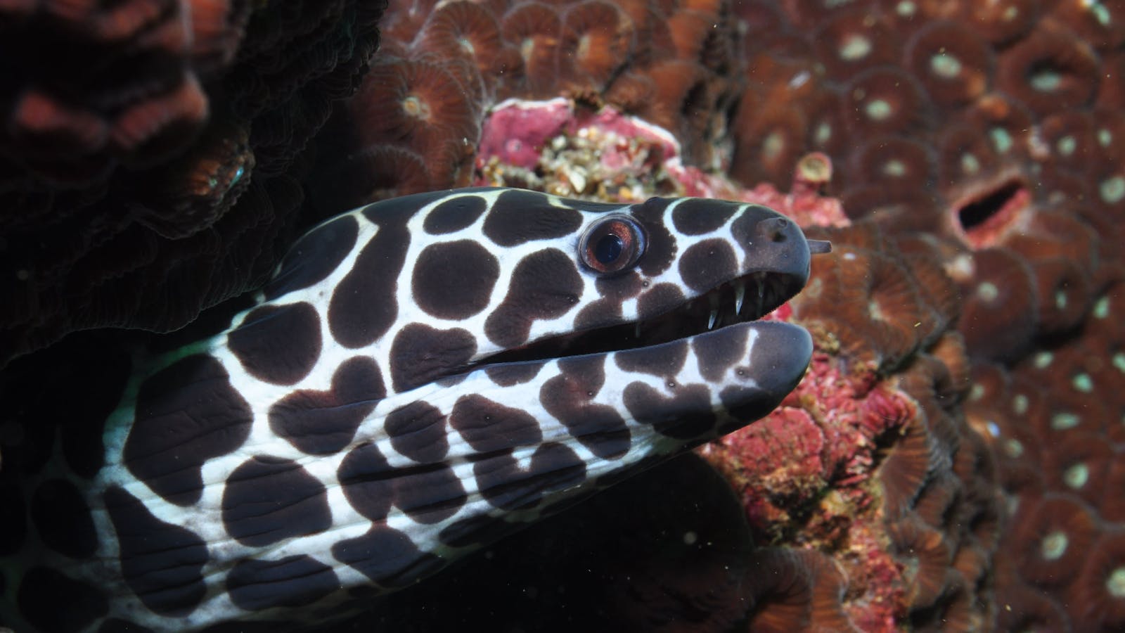 Magic Mountain Dive Site