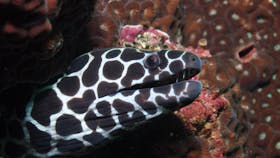 Magic Mountain Dive Site