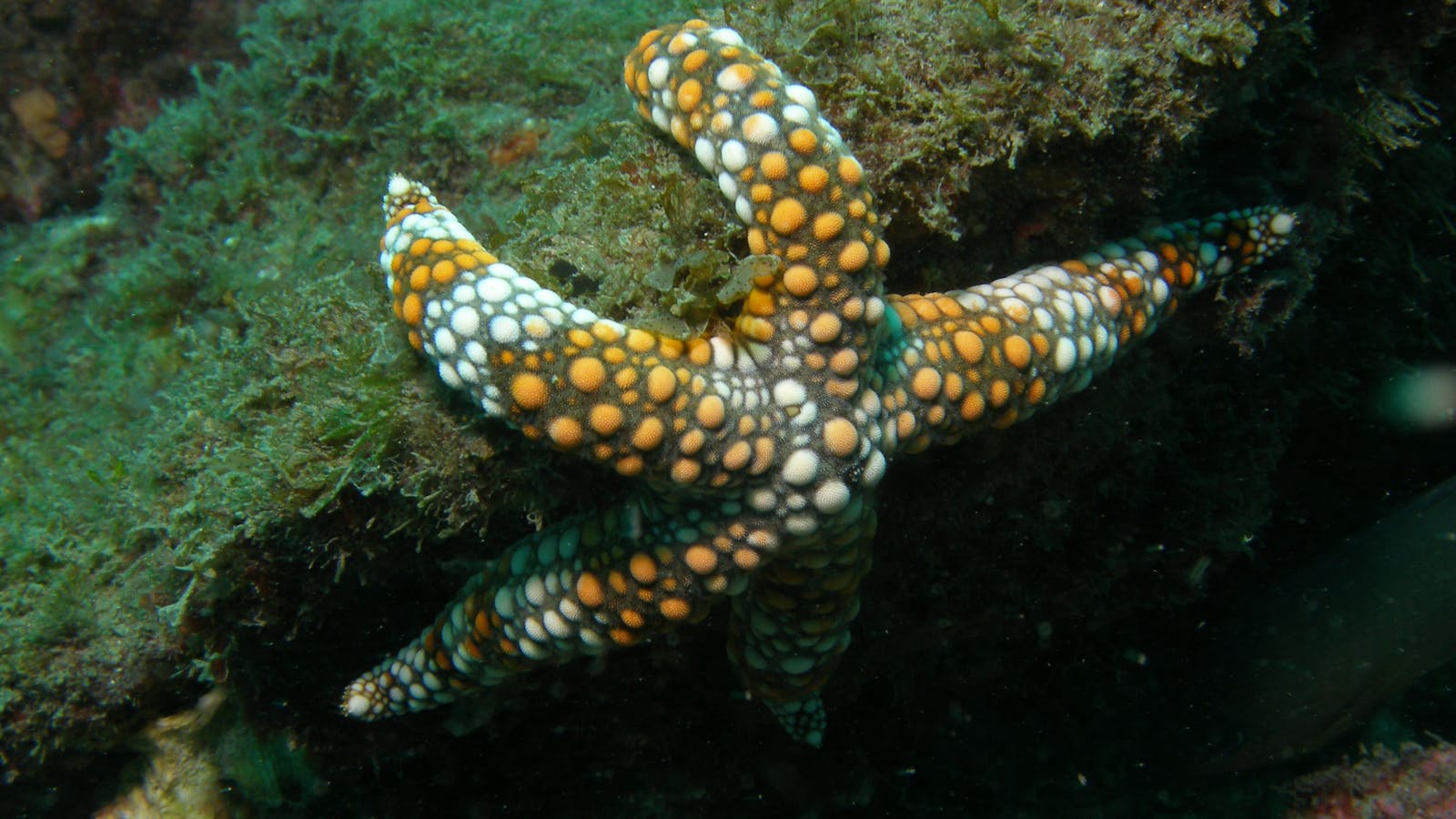 Mudjimba (Old Woman) Island Dive Site