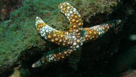 Mudjimba (Old Woman) Island Dive Site