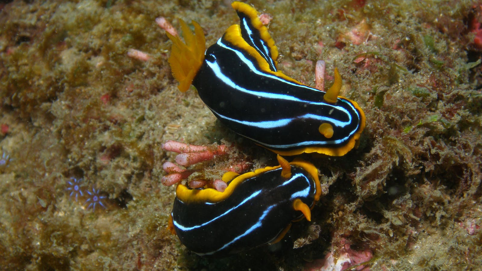 Mudjimba (Old Woman) Island Dive Site