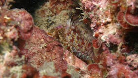 Mudjimba (Old Woman) Island Dive Site