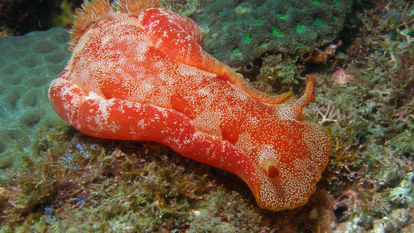 Mudjimba (Old Woman) Island Dive Site