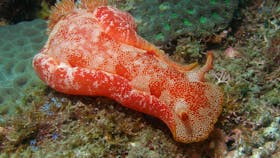 Mudjimba (Old Woman) Island Dive Site