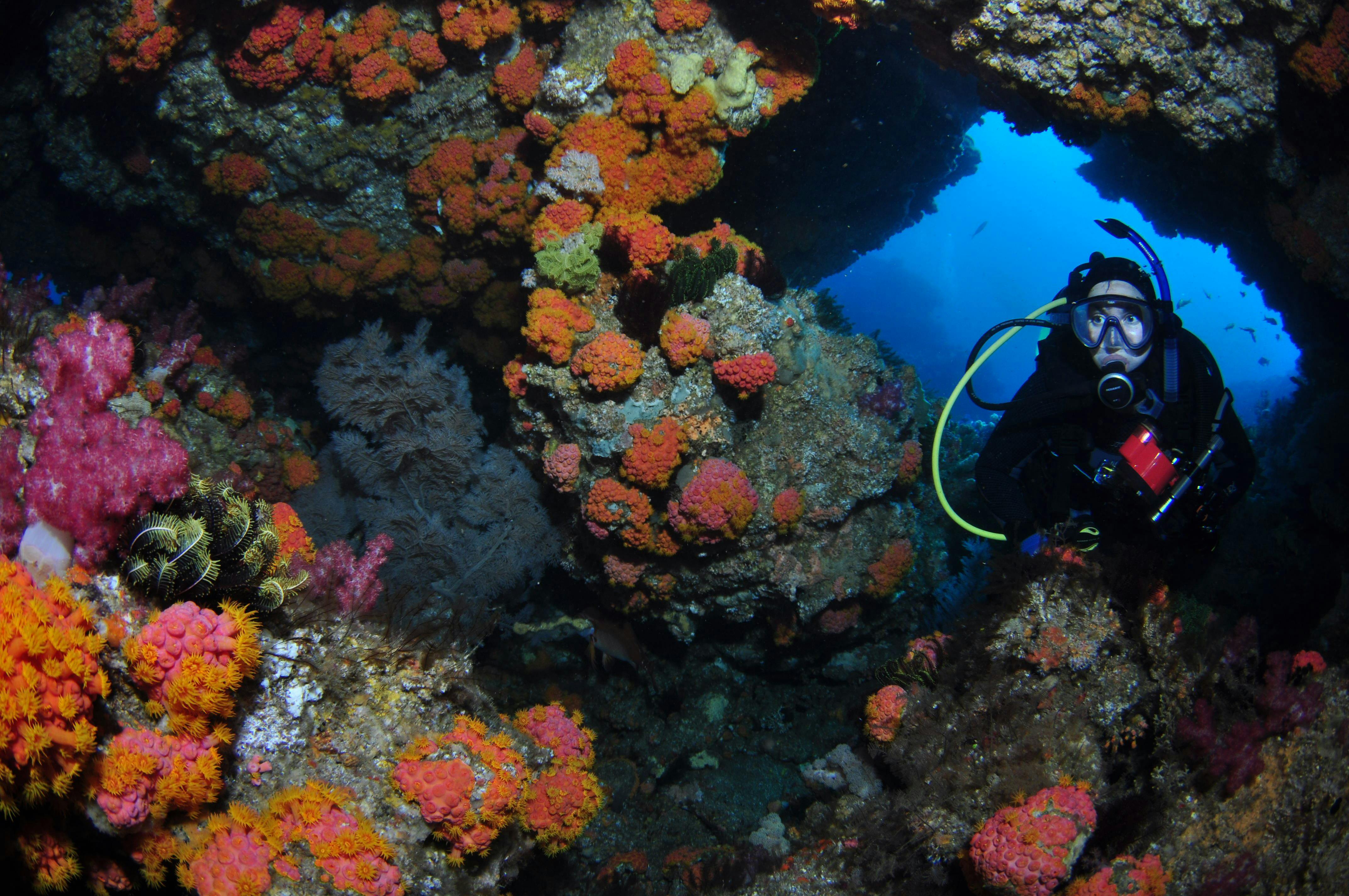 Best Places to Dive in Queensland