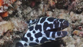 Curtin Artificial Reef Dive Site