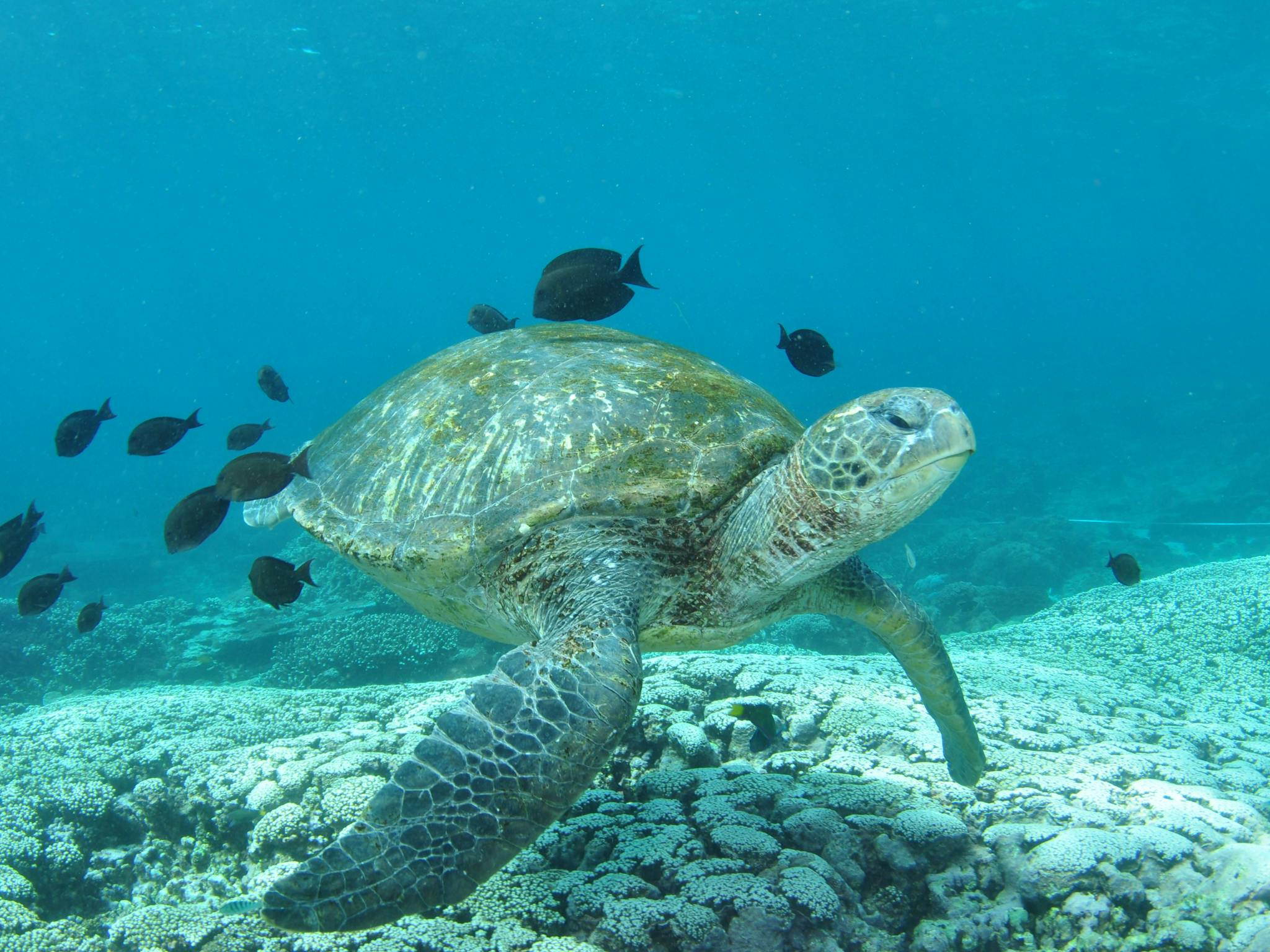 Flinders Reef