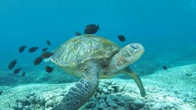 Flinders Reef