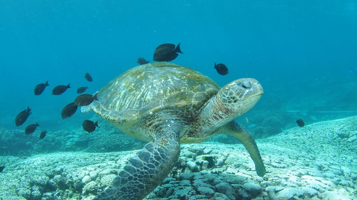 Flinders Reef