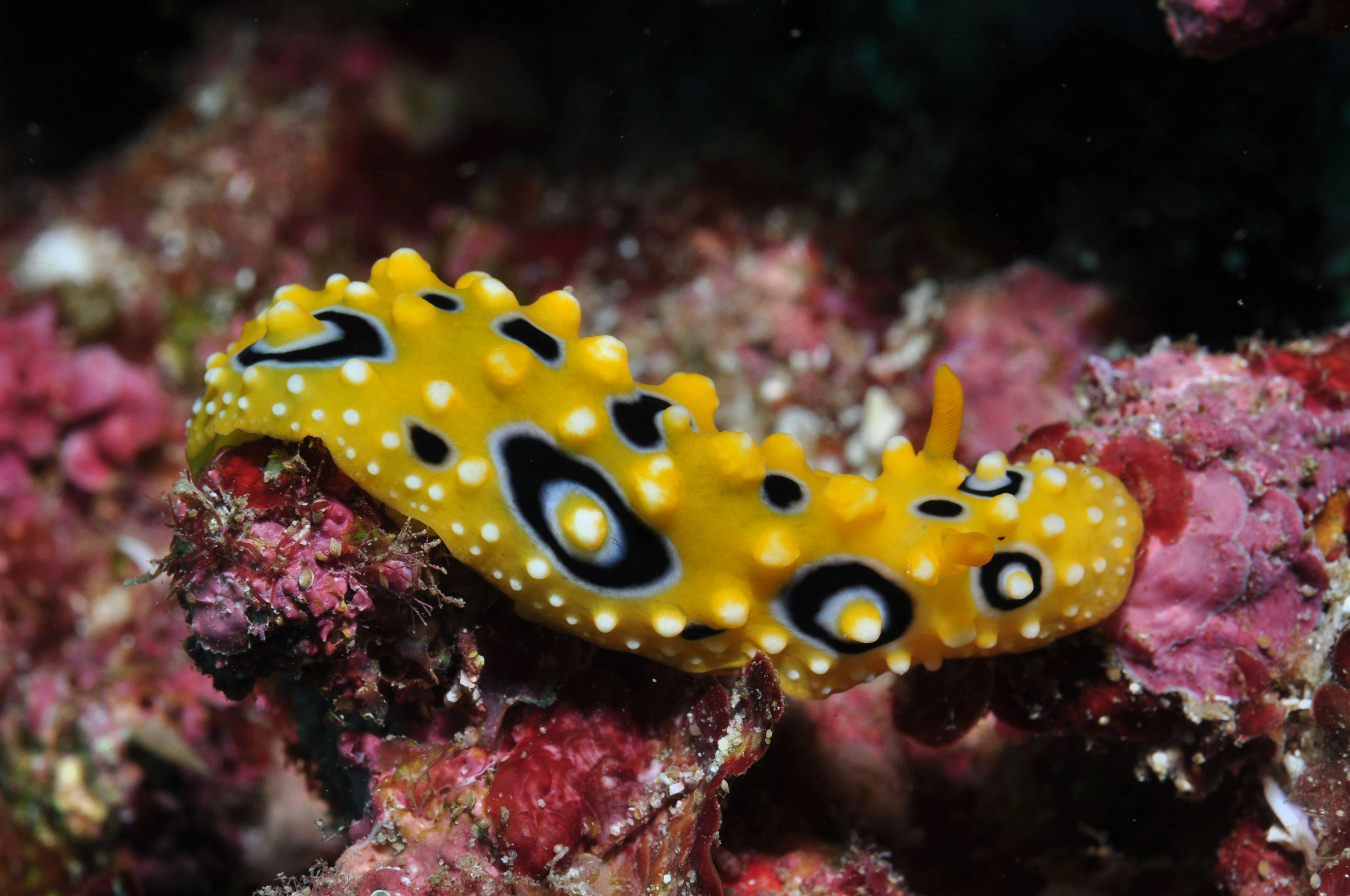 Flinders Reef Dive Site