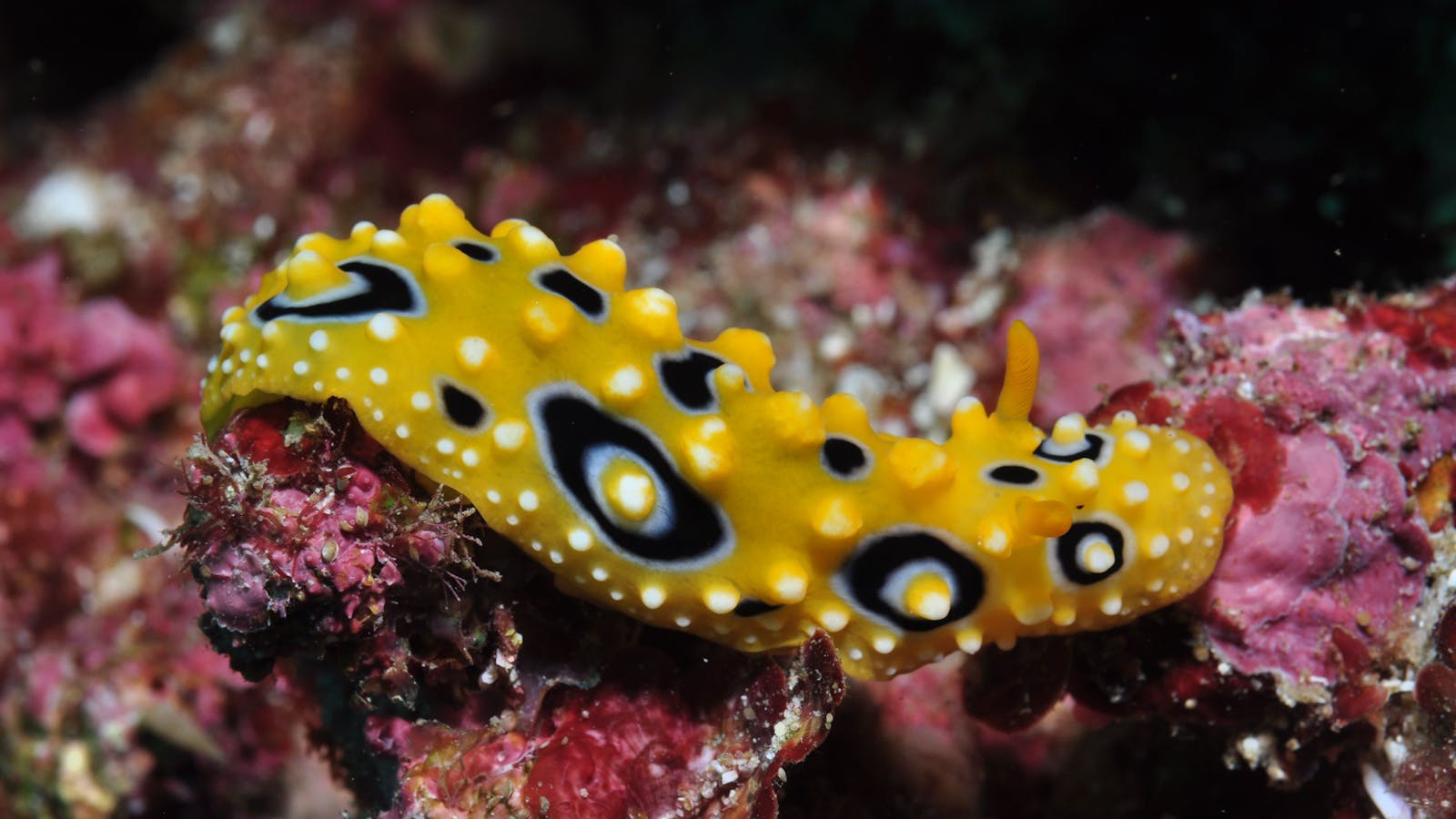 Flinders Reef Dive Site