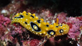 Flinders Reef