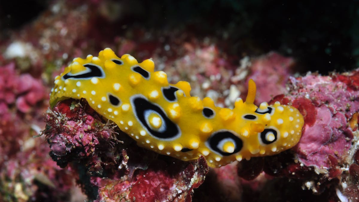 Flinders Reef