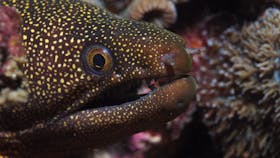 Flinders Reef