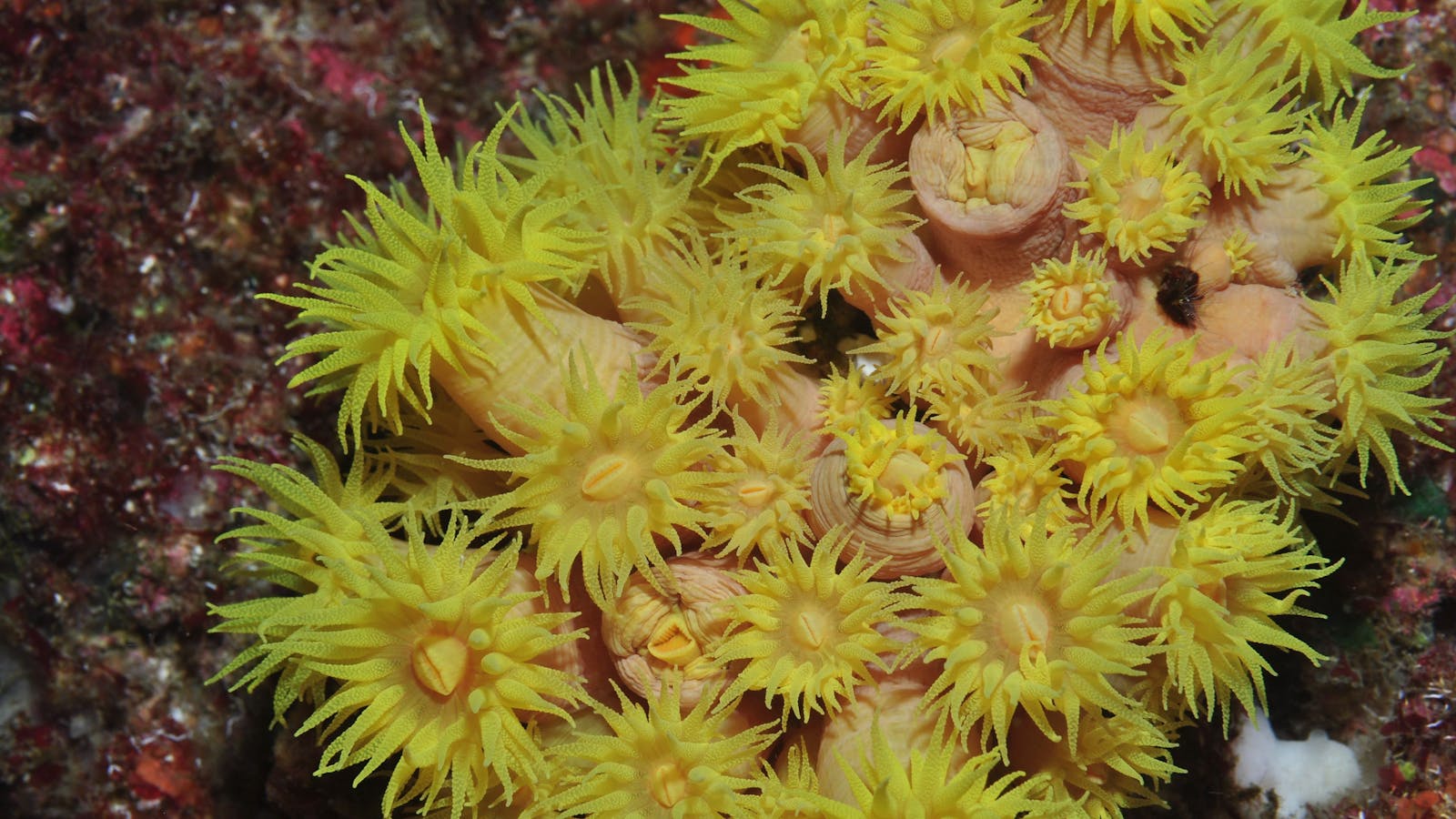 Gotham City Dive Site