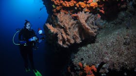 Gotham City Dive Site