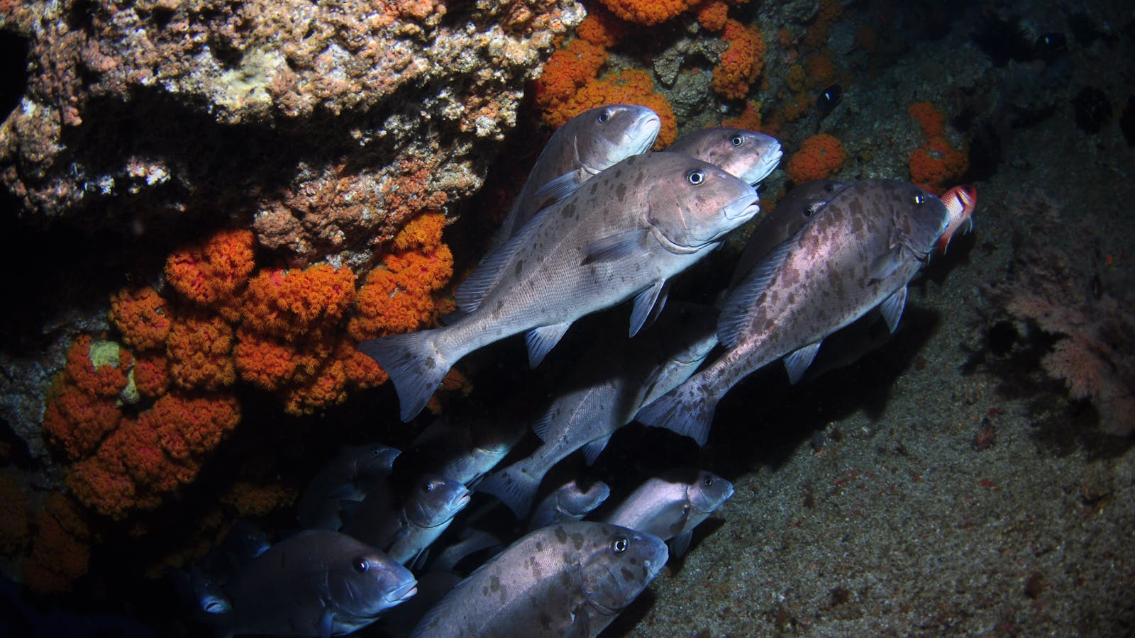 Gotham City Dive Site