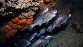 Gotham City Dive Site