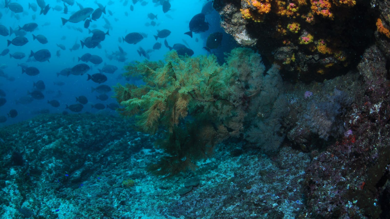 Henderson Rock Dive Site