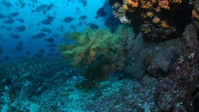 Henderson Rock Dive Site